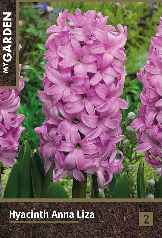 Гиацинт садовый Анна Лиза